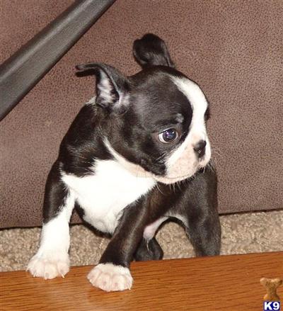Puppies in MI