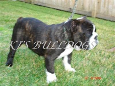 Stud Dogs - English Bulldog