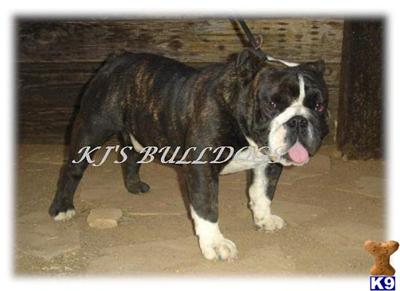 Stud Dogs - English Bulldog
