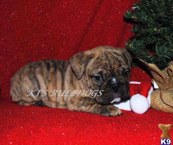 Puppies in Temecula