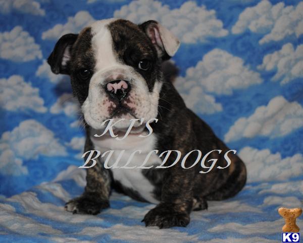Puppies in Temecula
