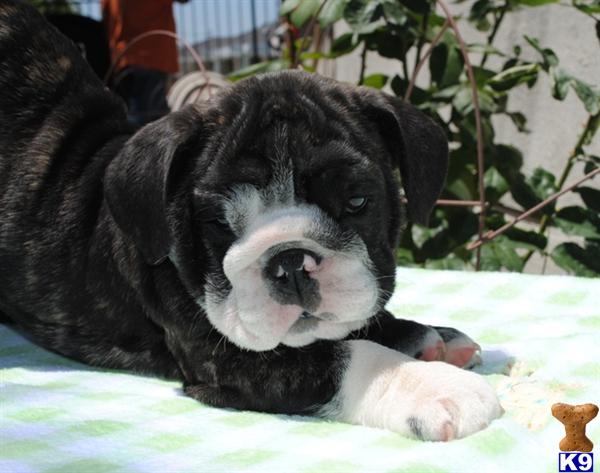 Puppies in Temecula