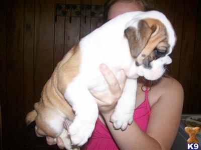 Old English Bulldog Puppies for Sale