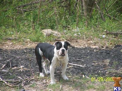 Stud Dogs - Old English Bulldog