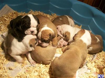 Puppies in MD
