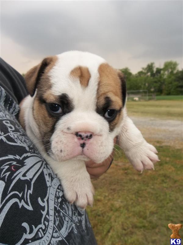 Old English Bulldog Puppies