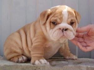 Bulldog Puppies for Sale