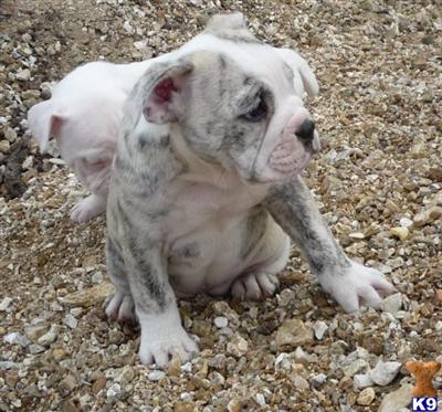 Old English Bulldog Puppies for Sale
