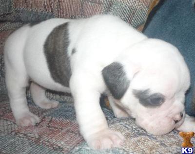 Old English Bulldog Puppies for Sale