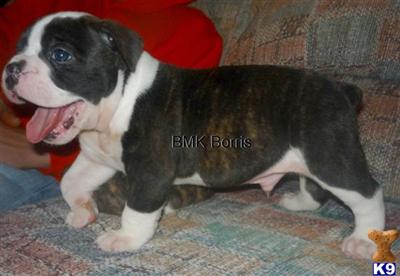 Old English Bulldog Puppies for Sale
