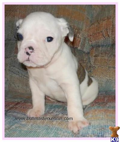 Old English Bulldog Puppies for Sale