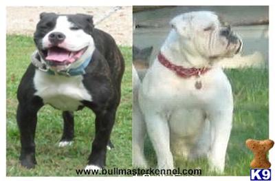 Old English Bulldog Puppies for Sale