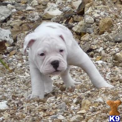 English Bulldog Puppies for Sale