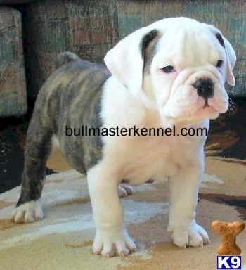 Old English Bulldog Puppies