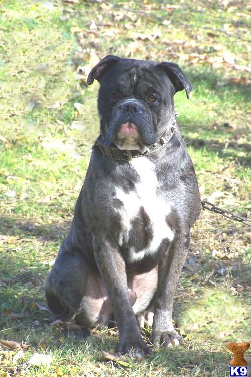 Old English Bulldog Puppies