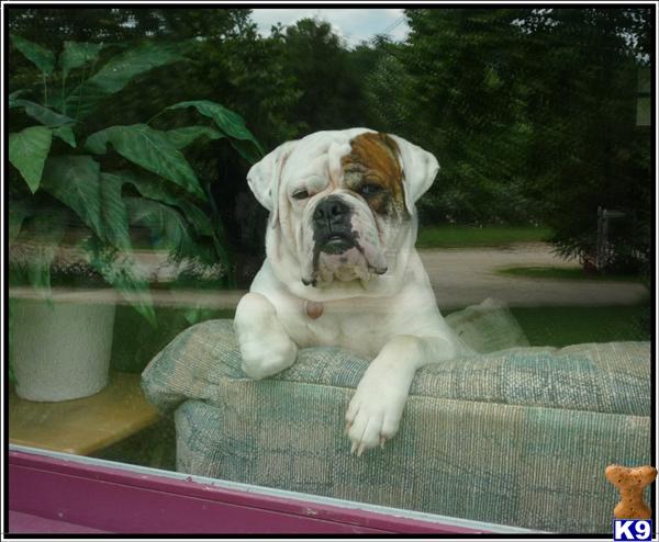 bulldog puppies for sale in missouri document moved bulldog puppies for sale in missouri document moved