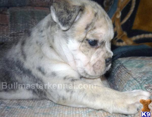 Old English Bulldog Puppies