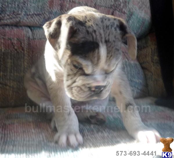 Old English Bulldog Puppies