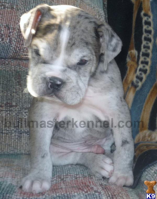 Old English Bulldog Puppies