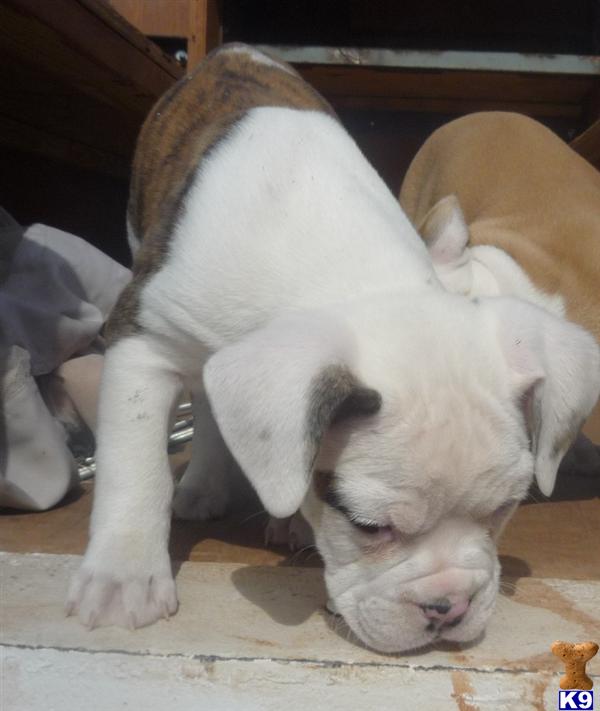Old English Bulldog Puppies