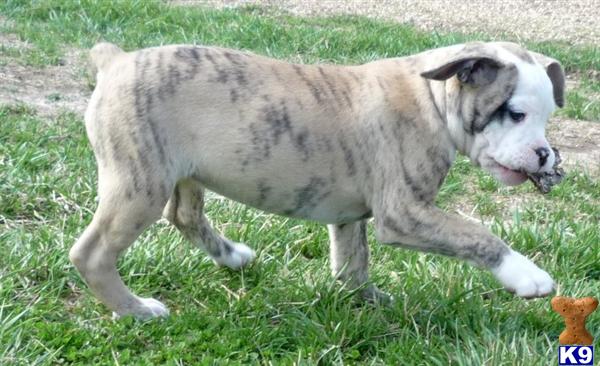 Old English Bulldog Puppies