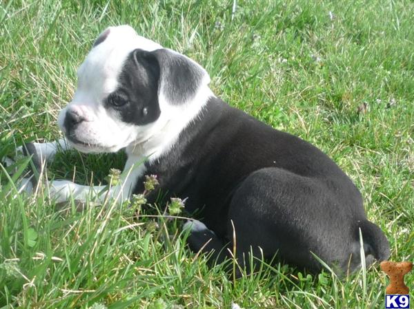 Old English Bulldog Puppies