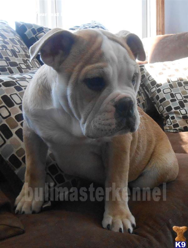 bulldog puppies for sale in missouri document moved bulldog puppies for sale in missouri document moved