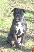 Old English Bulldog