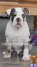 Old English Bulldog
