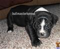 Old English Bulldog