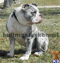 Old English Bulldog