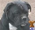 Old English Bulldog