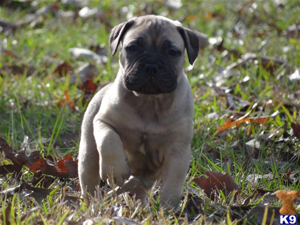 Bullmastiff Puppies