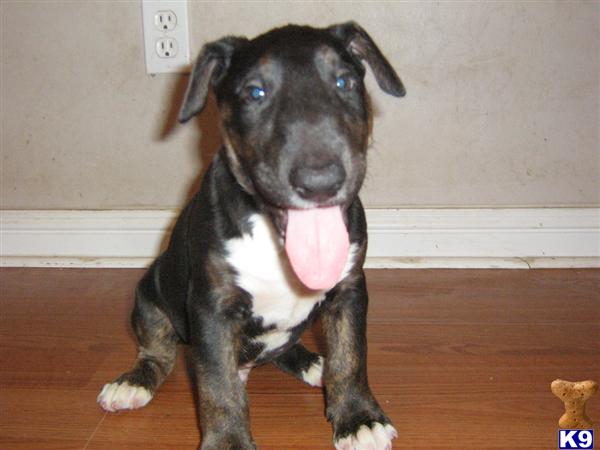 Puppies in New orleans