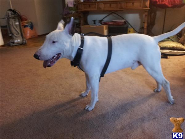 Stud Dogs in CA
