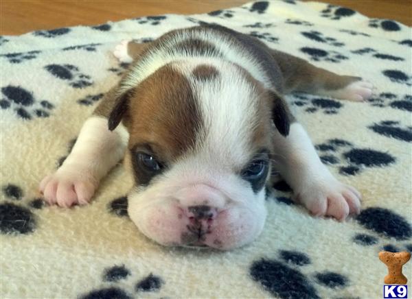 Puppies in Meridian