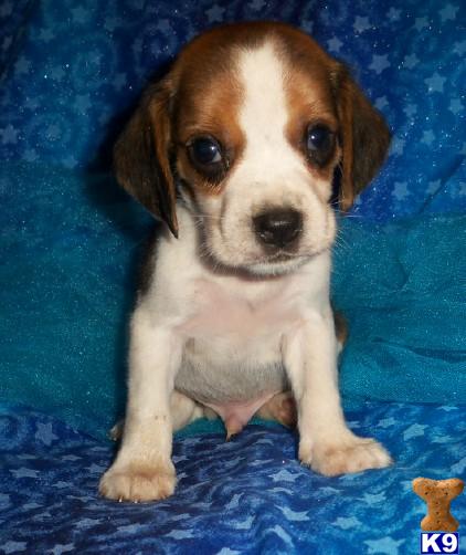 beagle puppies for sale in ky mini puppies for sale in paducah ky breeds picture beagle puppies for sale in ky mini puppies for sale in paducah ky breeds picture