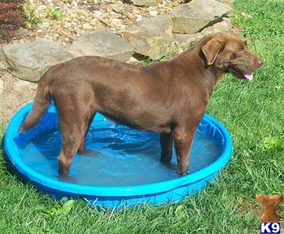 Dogs for Sale in MO