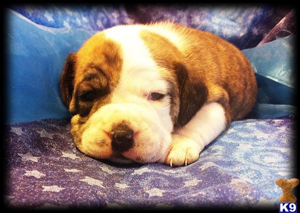 Beagle Puppies