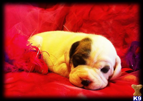 Beagle Puppies