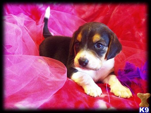 Beagle Puppies