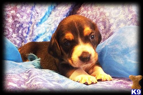 Beagle Puppies