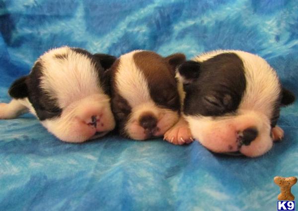 Boston Terrier Puppies