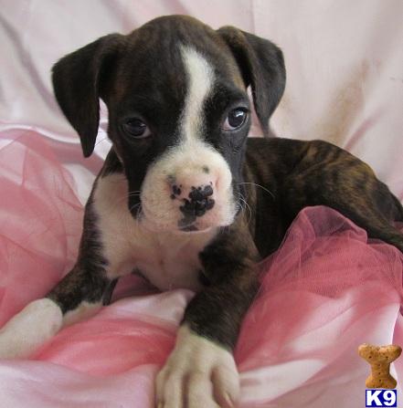Boxer Puppies