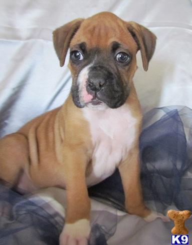 Boxer Puppies