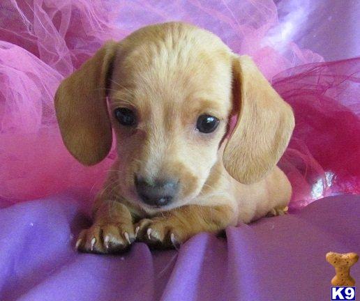 Dachshund Puppies
