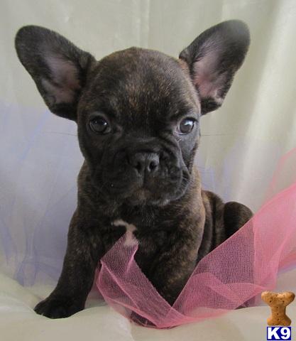 French Bulldog Puppies