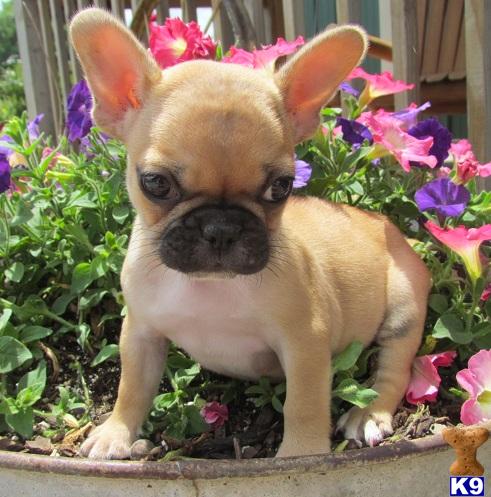 French Bulldog Puppies