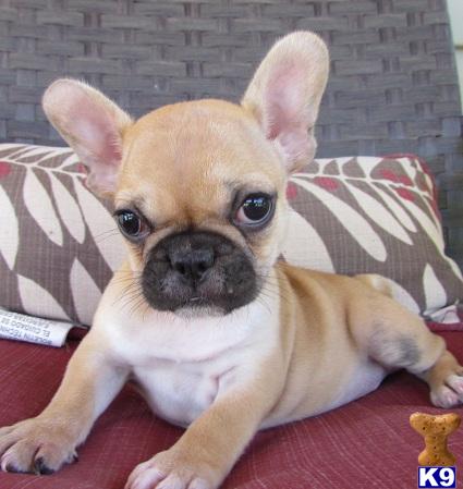French Bulldog Puppies