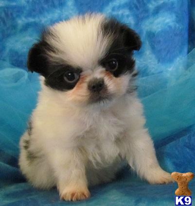 Japanese Chin Puppies